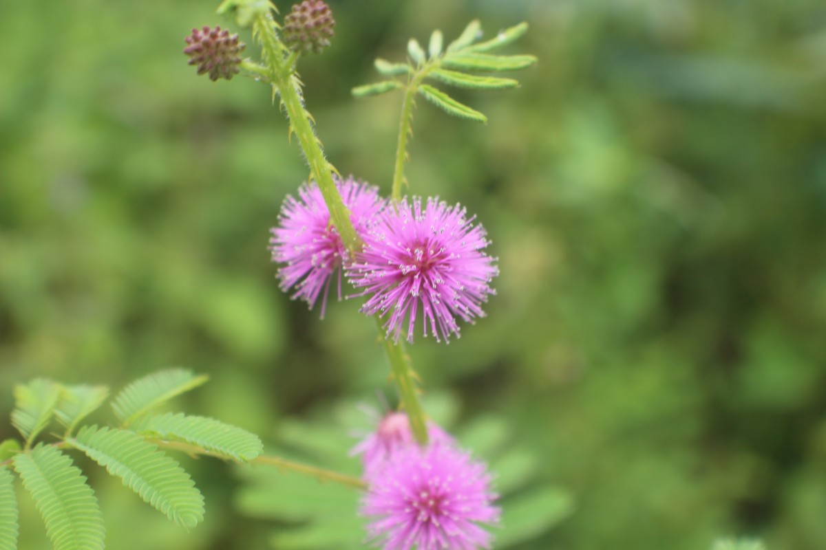 Mimosa diplotricha C.Wright